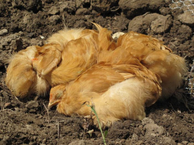 huehnerkuscheln_02.jpg