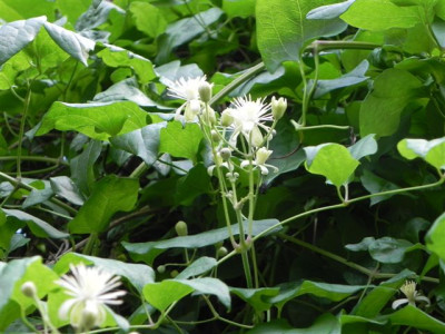 Clematis_002.jpg