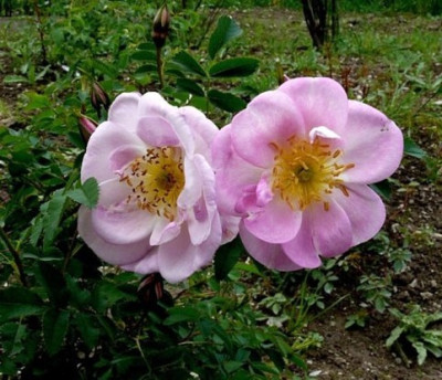 R._roxb._Sa._P1070195.JPG