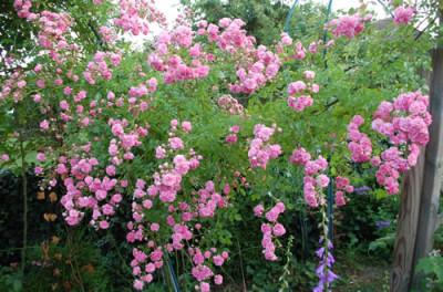 Super_Dorothy_0010_74916.jpg