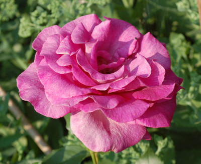 Melodie_Parfumee_Clg_0010__74548.jpg