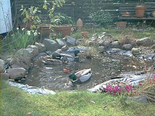 Ente.jpg