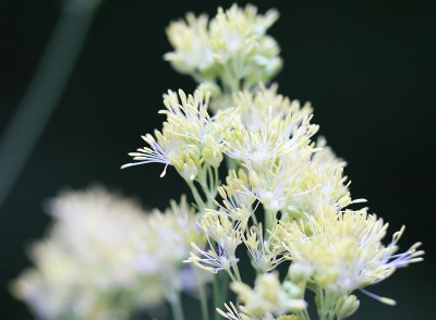 Thalictrum_flavum_ssp._glaucumIMG_6190jpg.jpg