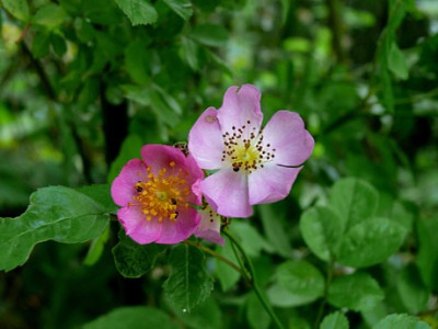 Daisy_Brasileir_Sa.0805_P1070805.JPG
