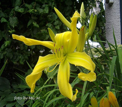 IMGP7421-1.JPG