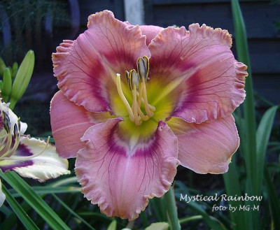 2010IMGP7642.JPG
