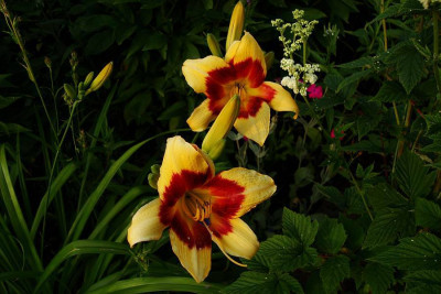 nefertiti_2010_zg.jpg