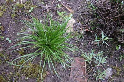 Ornithogallum1.jpg