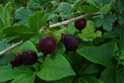 honigbeere_2010_zg.jpg
