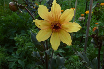 1st_dahlia_2010_zg.jpg