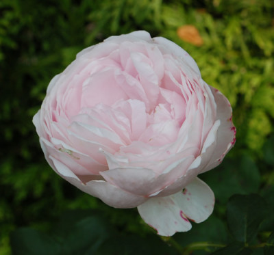 Scepter_dIsle_0010__74581.jpg
