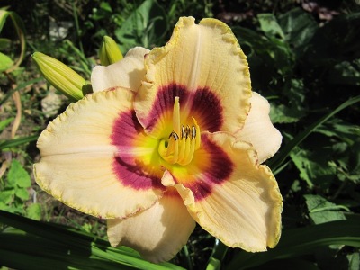 Hemerocallis_2_Dewberry_candy125.jpg
