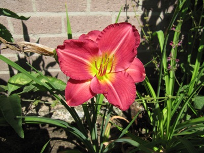 Hemerocallis_2_124.jpg