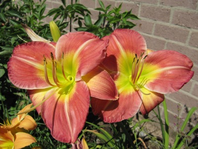 Hemerocallis_2_122.jpg