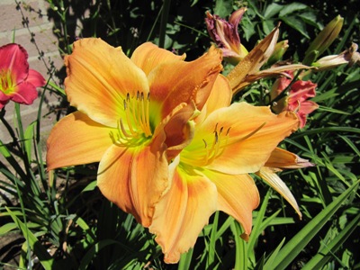 Hemerocallis_2_123.jpg
