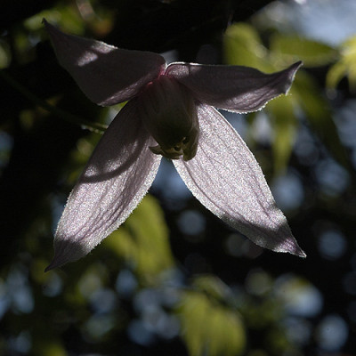 pinkflamingo_11007s.jpg