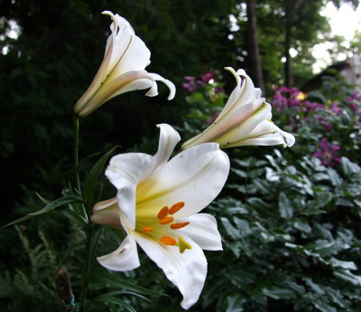 Lilium_regaleIMG_6210jpg.jpg