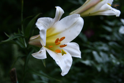 Lilium_regaleIMG_6211jpg.jpg