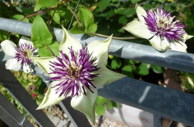 Cl_Floridabicolor_0710_07.JPG