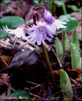 Soldanella_alpina_m.JPG