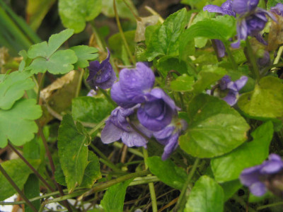 Viola_suavis_0406.jpg