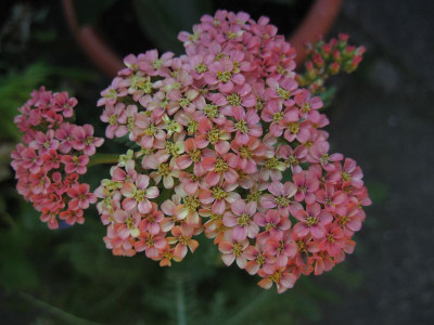 2010-07-08.Achillea_Summer_Berries2.jpg