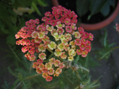 2010-07-08.Achillea_Summer_Berries1.jpg