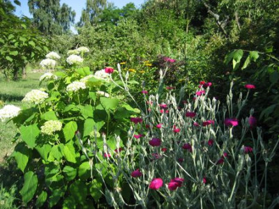 2010-07-08_Beet1.jpg
