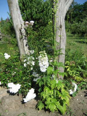 2010-07-08_Beet2.jpg