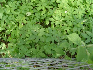 DSC00002.jpg