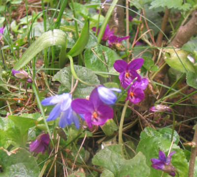 Viola_0423.jpg