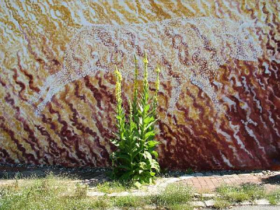 verbascum-wand.jpg