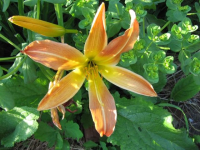 Spider_orangebraun_100708.jpg