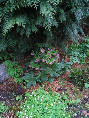 unter_der_Thuja.jpg