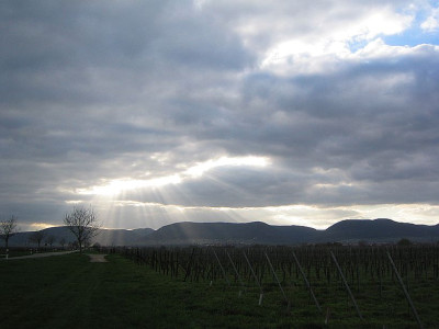 Haardtrand_20050409.jpg