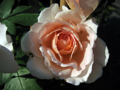 2010-07-09_Andre_le_Notre1.jpg