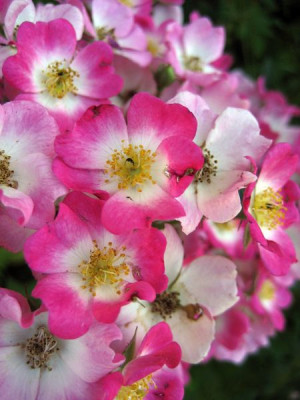2010-07-09_Rose1.jpg