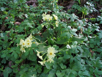 Primula_elatior_Hybride.jpg