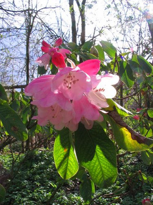 Rhododendron_oreodoxa.jpg