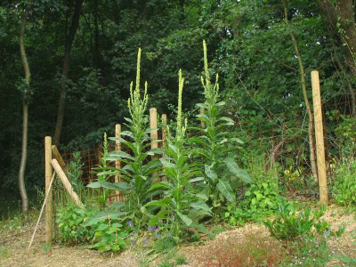 comp_19..Juni.201009.Juli_2010_Verbascum034.jpg
