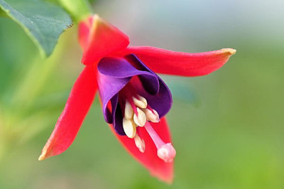 Fuchsiensamling.JPG