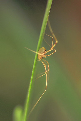 Welche_Spinne_ist_das.JPG