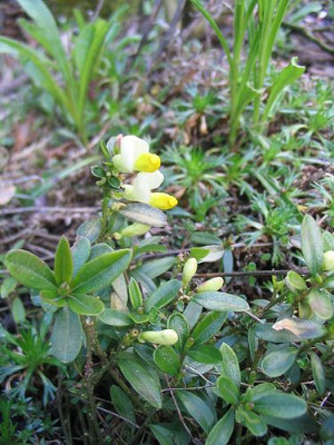 Polygala_chamaebuxus.jpg