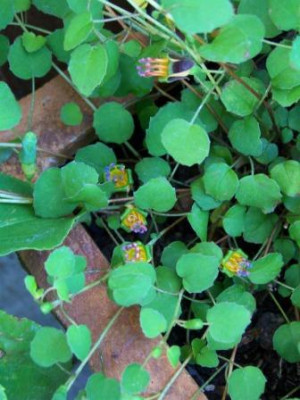 FuchsProcumb05.JPG