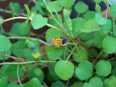 FuchsProcumb03.JPG