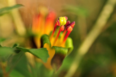 Procumbens.JPG