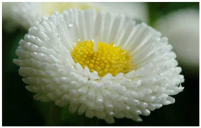 Bellis-_Einer_ist_der_Chef_09-04-05.jpg