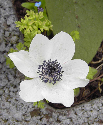Anemone_coronaria_weiss-1.jpg
