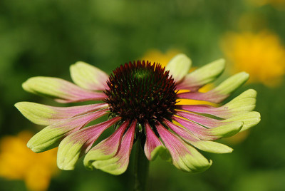Green-Envy-Aug0808.jpg