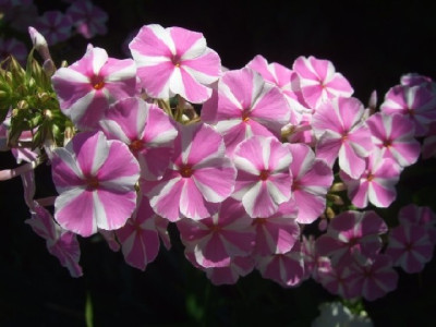 Phlox_Natasha_.jpg